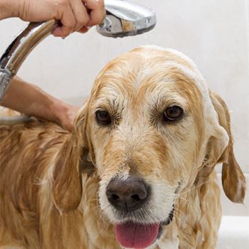 Dog getting bathed